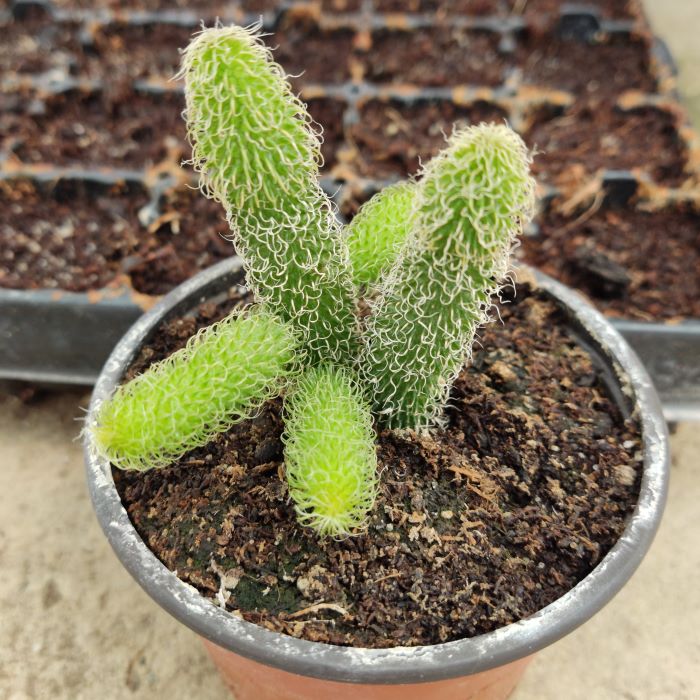 Stapelianthus pilosus