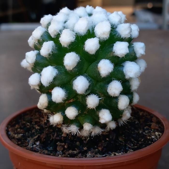 Mammilaria Gracilis " Snowball "