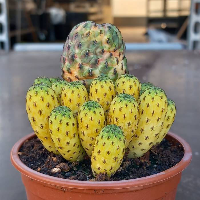 Sulcorebutia Rauschii variegata