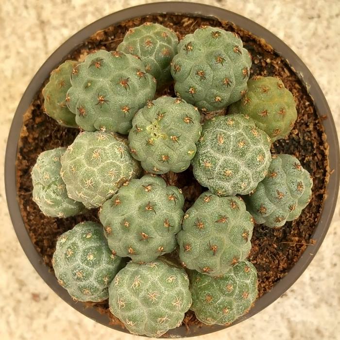 Puna bonnieae