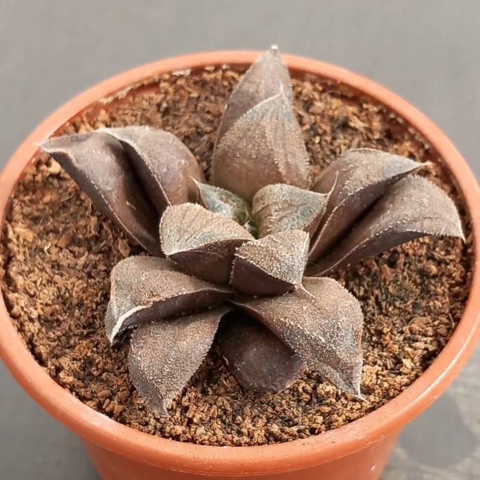 Haworthia Chocolate