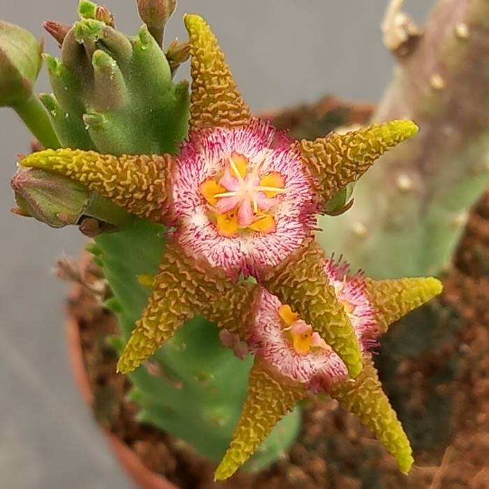 Stapelia Flavopurpurea