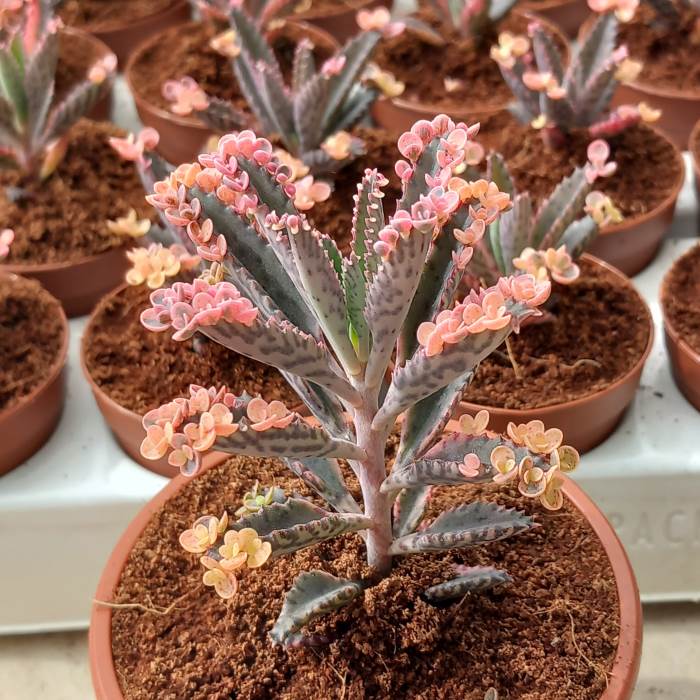 Kalanchoe