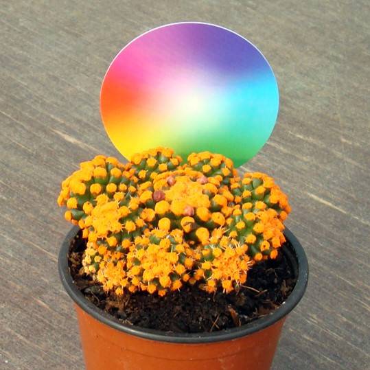 8 - Naranja - Agosto