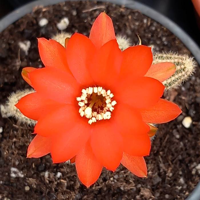Chamaecereus sylvestris