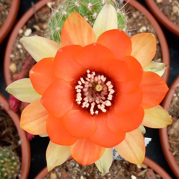 Chamaelobivia Daylight