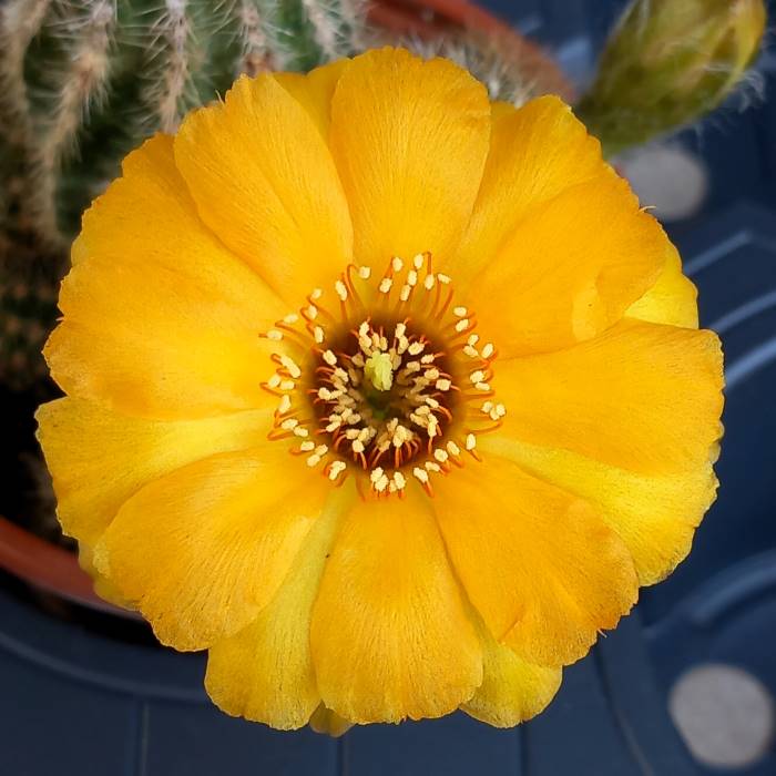 Chamaelobivia Vanessa