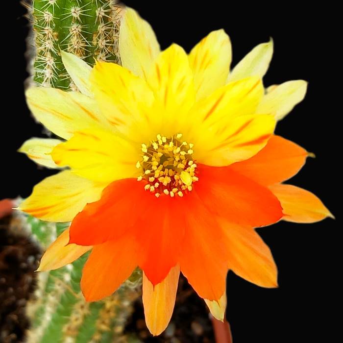 Chamaelobivia arlequin