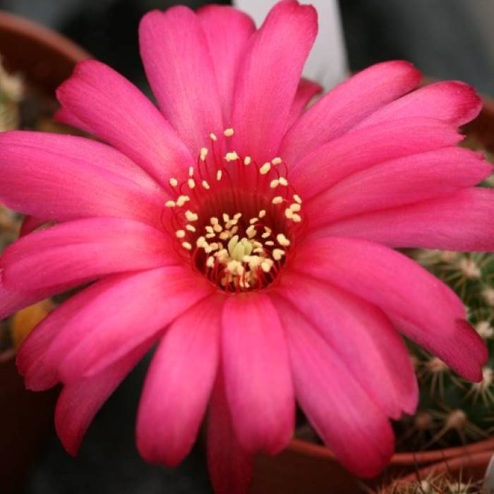 Chamaelobivia dario