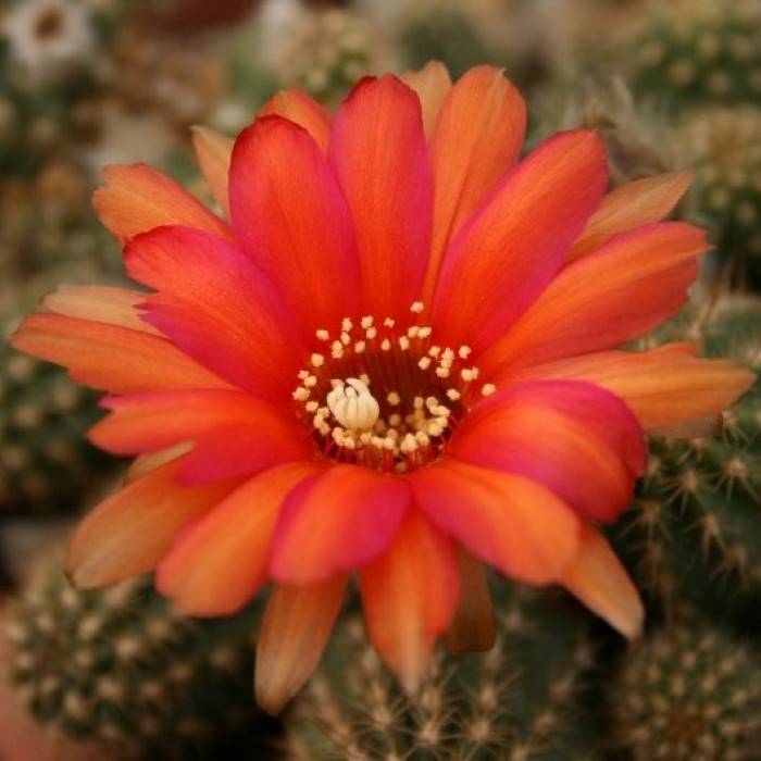 Chamaelobivia inca sunset