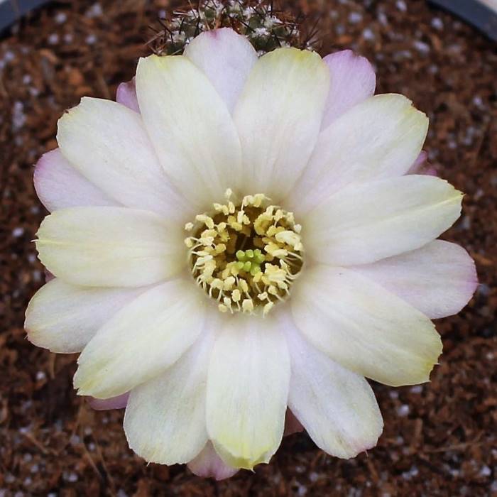 Chamaelobivia kent sunrise