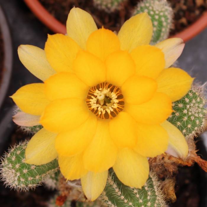 Chamaelobivia lincoln brillance