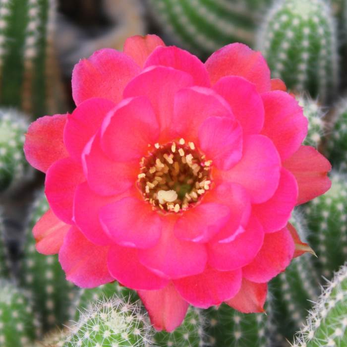 Chamaelobivia lincoln elegance