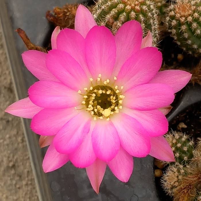Chamaelobivia lincoln eve