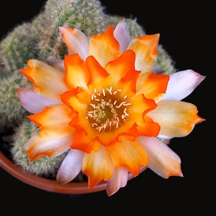 Chamaelobivia lincoln gem