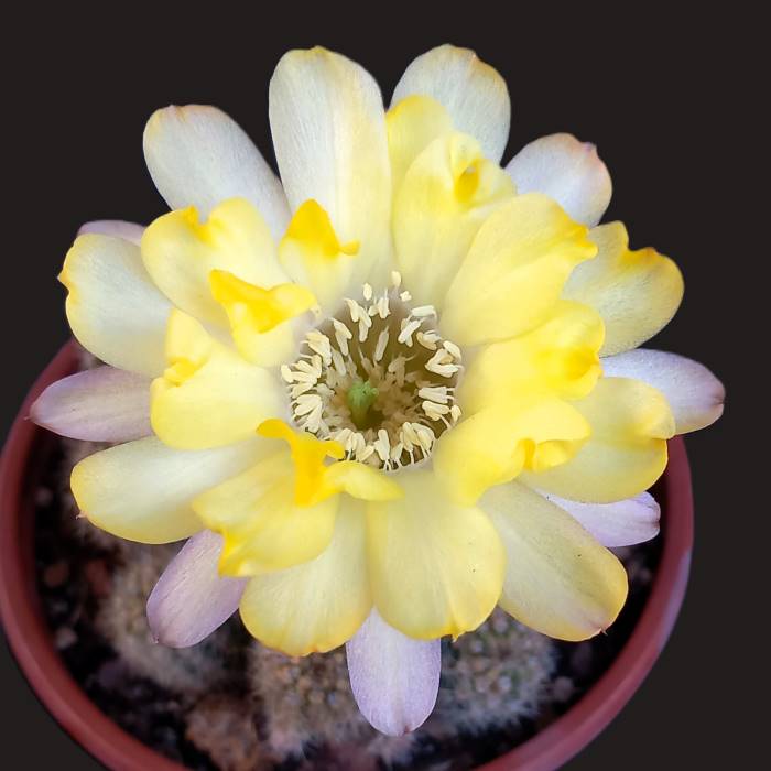 Chamaelobivia lincoln lemon sorbet
