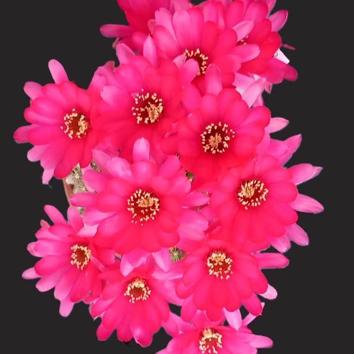 Chamaelobivia rose quartz
