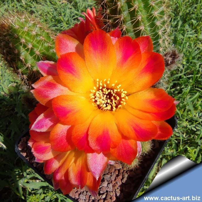 Chamaelobivia sunny girl