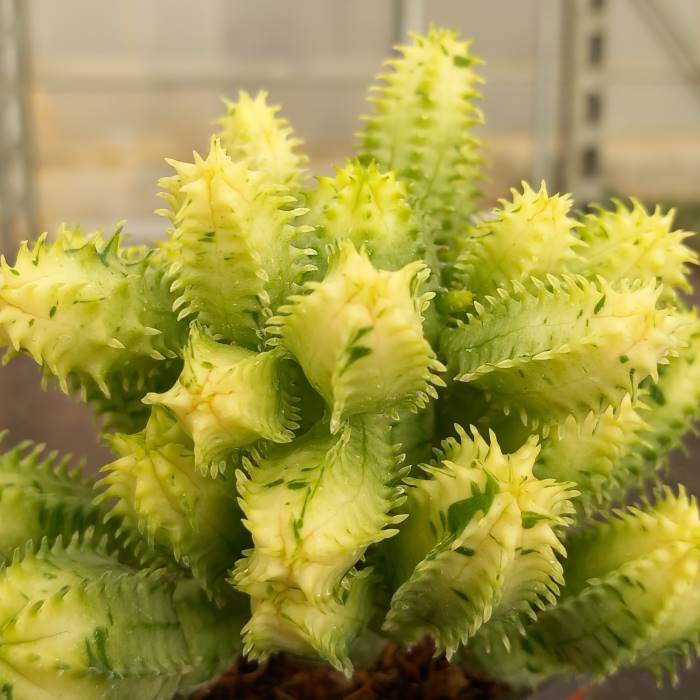 Euphorbia Anaís