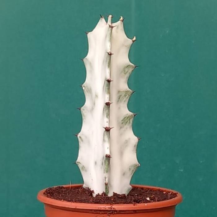 Euphorbia Whithe Ghost