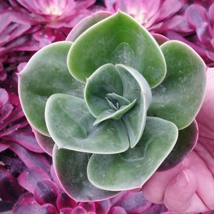 Echeveria Mandala