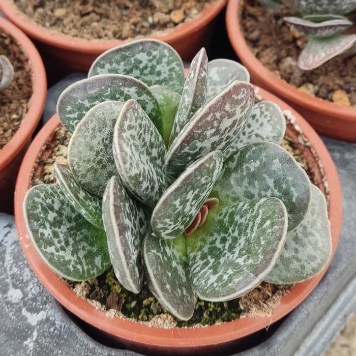 Adromischus maculatus