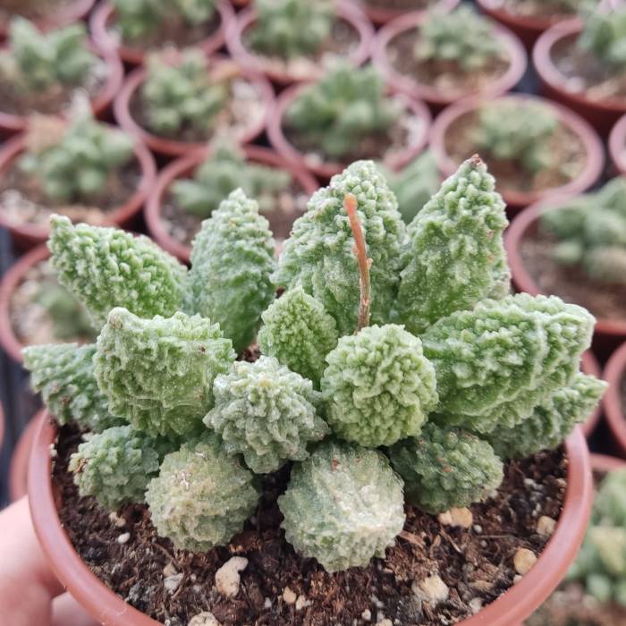 Adromischus herrei