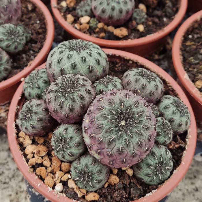 Sulcorebutia rauschii