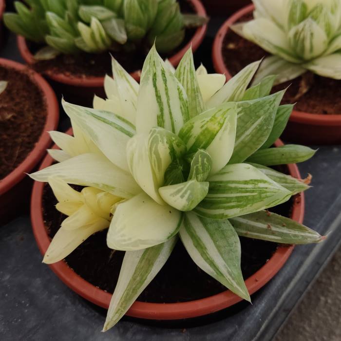 Haworthia cymbiformis variegata
