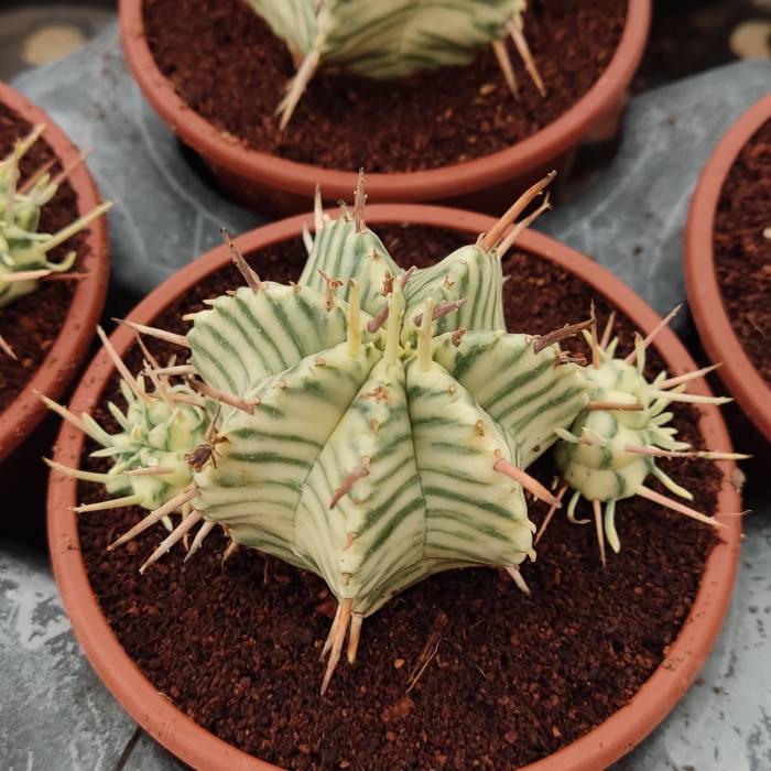 euphorbia meloformis variegata