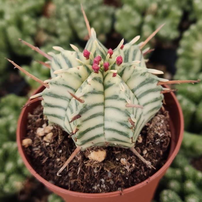 Euphorbia Meloformis Variegata