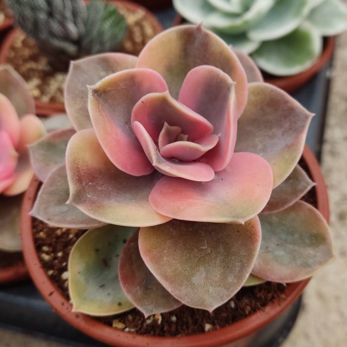 Echeveria Rainbow