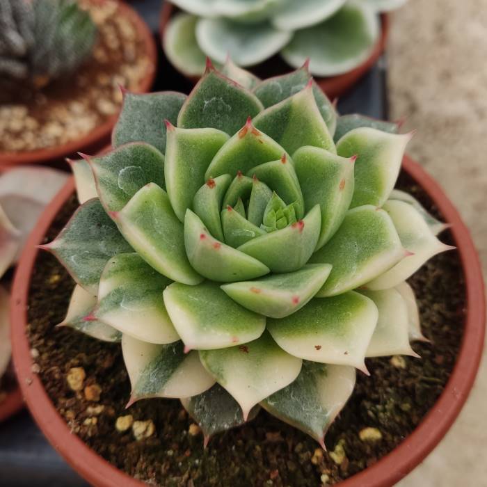 Echeveria Fabiola