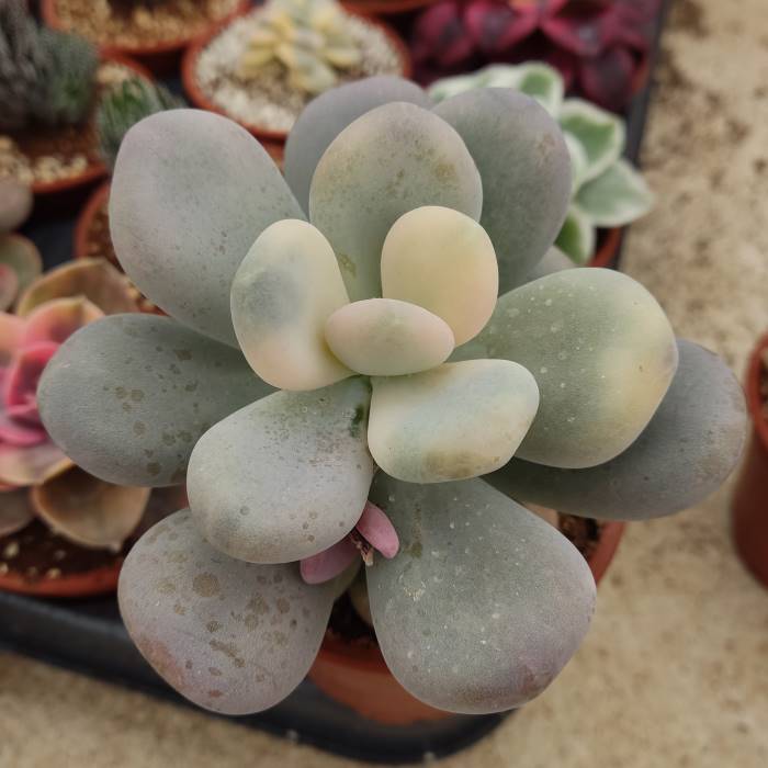 Pachyfitum oviferum variegata