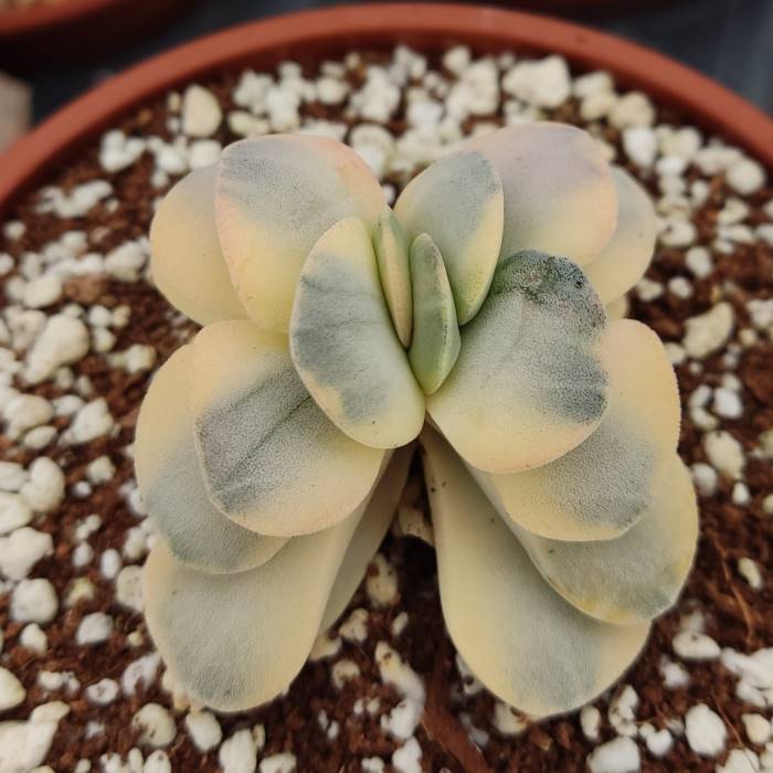 Crassula 'Morgan's Beauty' Variegata