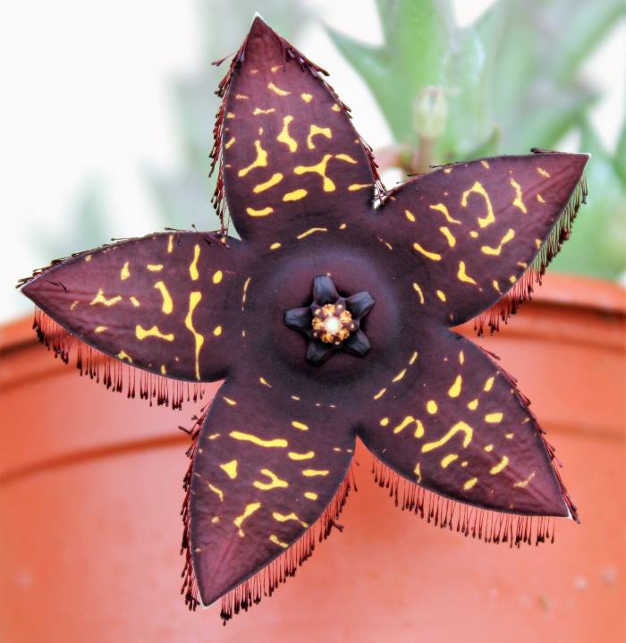 Orbea doldii