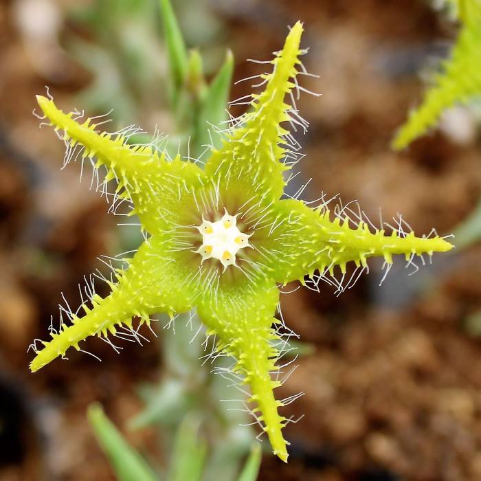 Orbea dummerii