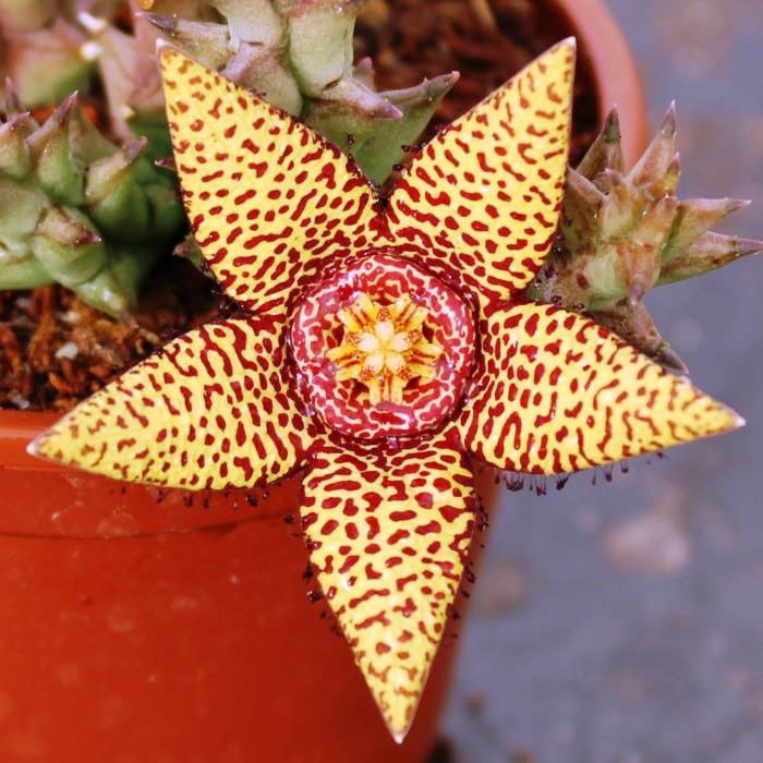 Orbea halipedicola x variegata