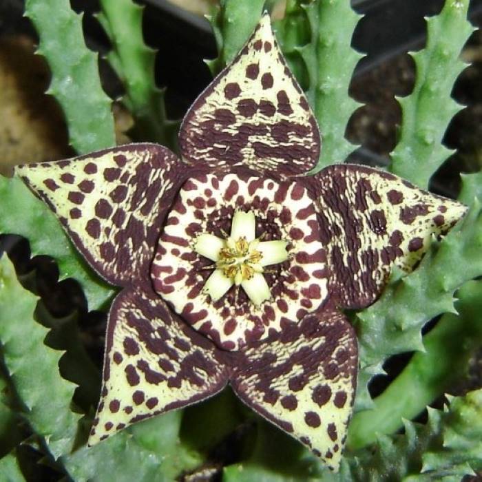 Orbea variegata Tiny flower