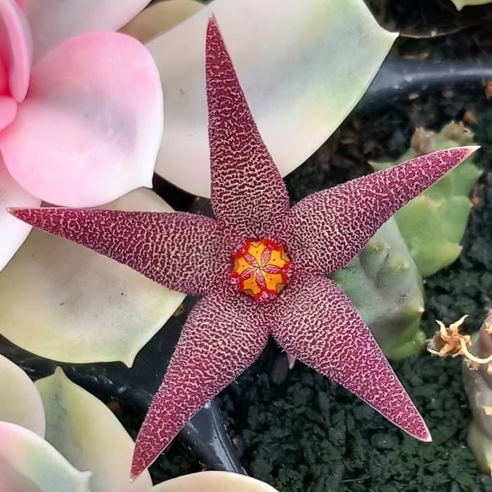 Orbeanthus hardyi