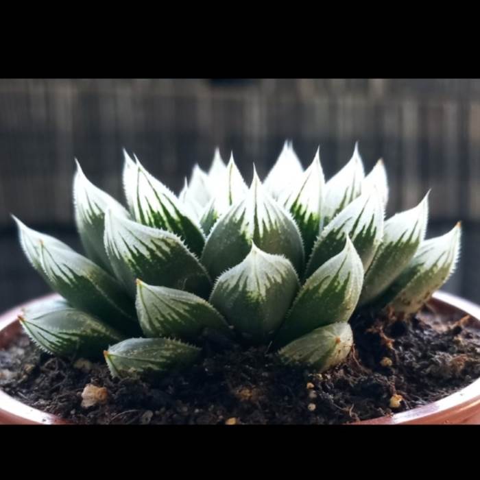 Haworthia Argia